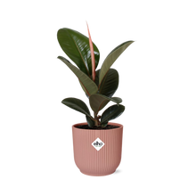 Kamerplant - Ficus Elastica 'Robusta' - Pot Ø 14cm