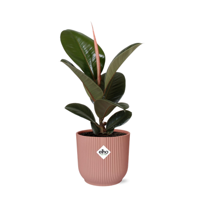 Kamerplant - Ficus Elastica 'Robusta' - Pot Ø 14cm