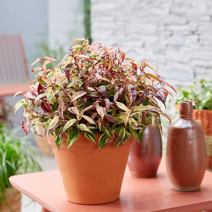 Buitenplant 2x Leucothoe Makijaz - Groenblijvend - Pot Ø 17cm Hoogte ↕ 45cm