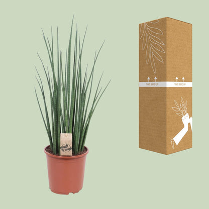 Kamerplant - Sansevieria Mikado - Pot Ø 19cm Hoogte ↕ 70cm
