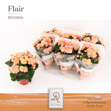 Kamerplant - Begonia Hailey Sunset Flair - Bloeiend - Pot Ø 14cm Hoogte ↕ 31cm