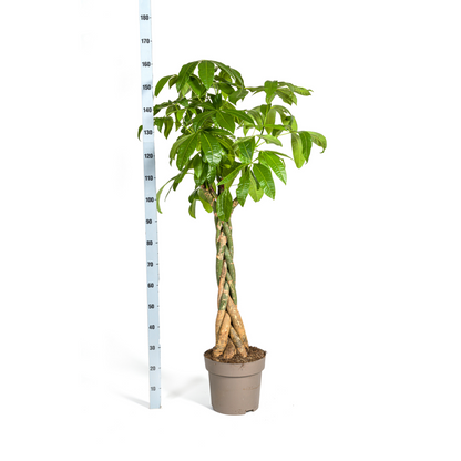 XL kamerplant - Pachira Aquatica - Pot Ø 30cm Hoogte ↕ 160-180cm