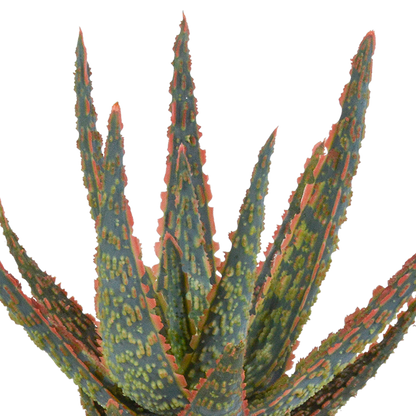 Kamerplant - Aloë zebrina Dannyz - Pot Ø 10,5cm