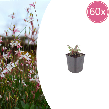 Buitenplant 60x Gaura l. 'Siskiyou Pink' - Bloeiend - Pot Ø 9cm Hoogte ↕ 10-25cm