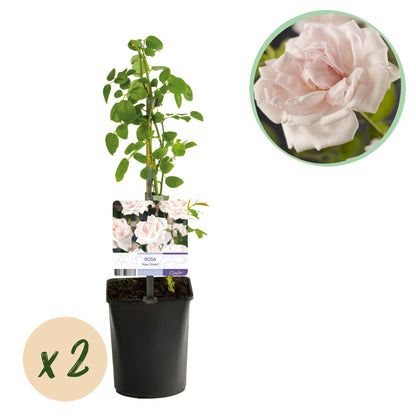 Buitenplant 2x Rosa 'New Dawn' - Klimroos - Bloeiend - Pot Ø 11cm Hoogte ↕ 40cm
