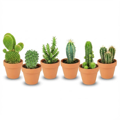 Kamerplant 6x Mini Cactus Mix - Terracotta Potten - Pot Ø 8,1cm Hoogte ↕ 5-10cm