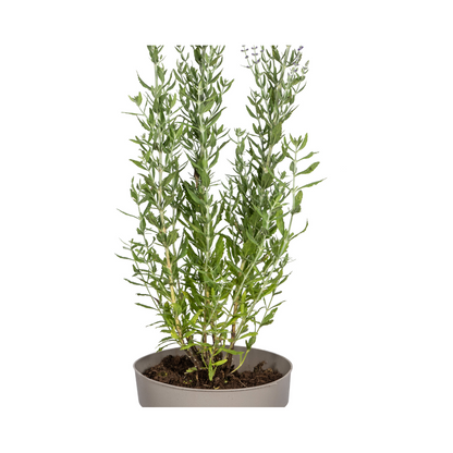 Buitenplant - Perovskia Atriplicifolia - Bloeiend - Pot Ø 19cm Hoogte ↕ 50-60cm