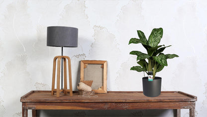 Kamerplant - Aglaonema Greenlight - Pot Ø 17cm Hoogte ↕ 60cm