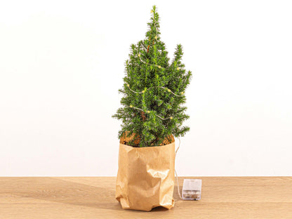 Buitenplant - Chamaecyparis Mini-kerstboom met Verlichting - Hoogte ↕ 25-30cm