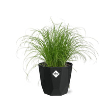 Kamerplant - Cyperus Alternifolius 'Zumula' - Pot Ø 14cm