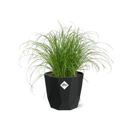 Kamerplant - Cyperus Alternifolius 'Zumula' - Pot Ø 14cm
