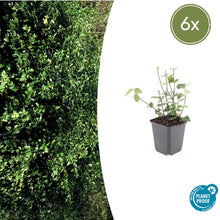 Buitenplant 6x Euonymus fortunei 'Coloratus' - Winterhard - Pot Ø 9cm Hoogte ↕ 10-25cm