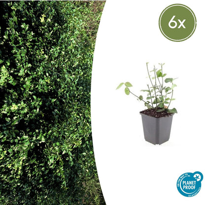 Buitenplant 6x Euonymus fortunei 'Coloratus' - Winterhard - Pot Ø 9cm Hoogte ↕ 10-25cm