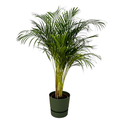 Kamerplant - Areca Palm - Pot Ø 24cm Hoogte ↕ 130cm