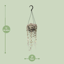 Kamerplant Ceropegia Woodii Variegata - Rozenkransplant - Pot Ø 14cm Hoogte ↕ 38cm