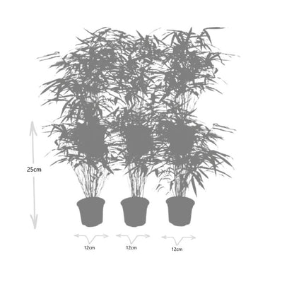 Buitenplant 6x Fargesia Rufa - Bamboe - Pot Ø 13cm Hoogte ↕ 25cm