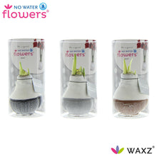 Kamerplant 3x Waxz Dipz Natural in Koker - Pot Ø 7cm Hoogte ↕ 15cm