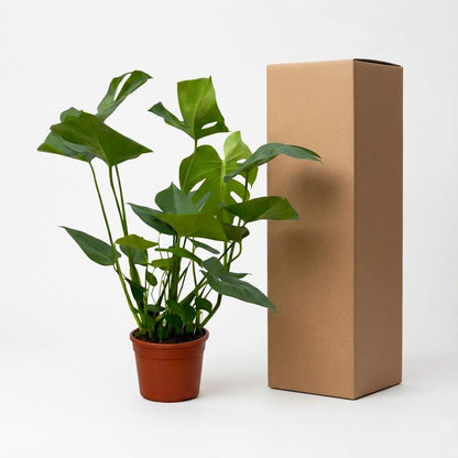 Kamerplant - Monstera - Luchtzuiverend - Hoogte ↕ 70cm