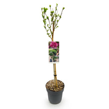 Buitenplant - Hibiscus syriacus Magenta Chiffon® - Bloeiend - Winterhard - Pot Ø 19cm Hoogte ↕ 90cm