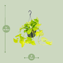 Kamerplant - Epipremnum Golden Pothos - Pot Ø 15cm Hoogte ↕ 25cm