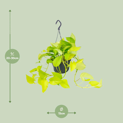 Kamerplant - Epipremnum Golden Pothos - Pot Ø 15cm Hoogte ↕ 25cm