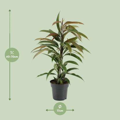 Kamerplant - Ficus Binnendijkii Amstel King - Pot Ø 17cm Hoogte ↕ 70cm