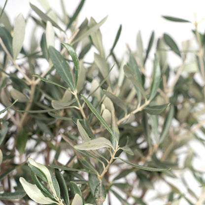 Kamerplant - Olea Europaea - Pot Ø 19cm Hoogte ↕ 90cm