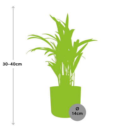 Kamerplant - Dypsis Lutescens (Areca) - Met sierpot - Pot Ø 12cm