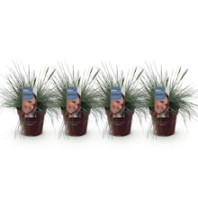 Buitenplant 4x Festuca glauca 'Intense Blue' - Bladhoudend - Pot Ø 17cm Hoogte ↕ 50cm