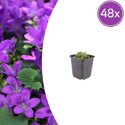 Buitenplant 48x Campanula portenschlagiana - Bloeiend - Pot Ø 9cm Hoogte ↕ 10-25cm