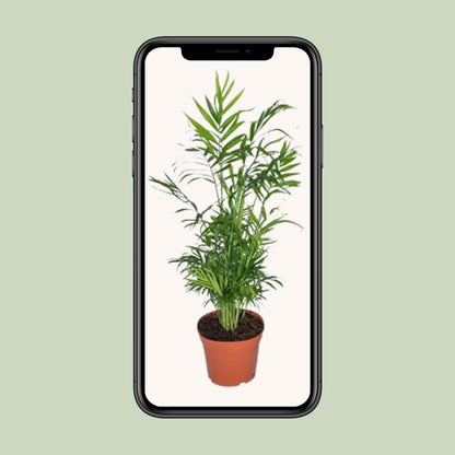 Kamerplant - Chamaedorea Elegans - Mexicaanse Bergpalm - Pot Ø 17cm Hoogte ↕ 55cm