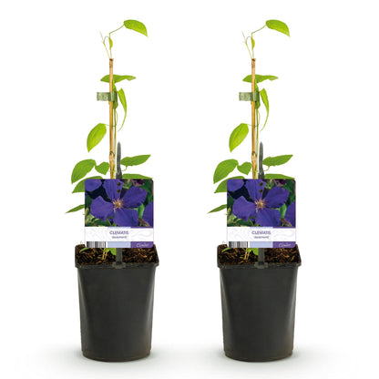 Buitenplant - Clematis Jackmanii - Klimplant - Pot Ø 11cm Hoogte ↕ 40cm