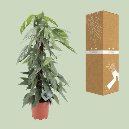 Kamerplant - Epipremnum Pinnatum Cebu Blue - Pot Ø 17cm Hoogte ↕ 65cm