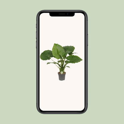Kamerplant - Alocasia Gageana California - Pot Ø 21cm Hoogte ↕ 80cm
