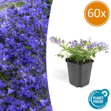Buitenplant 60x Campanula poscharskyana 'Stella' - Bloeiend - Pot Ø 9cm Hoogte ↕ 10-25cm