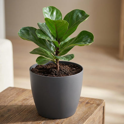 Sierpot - Brussels Rond 18cm - Antraciet