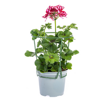 Buitenplant 8x Pelargonium Peltatum Mexica Ruby - Bloeiend - Pot Ø 12cm Hoogte ↕ 20cm