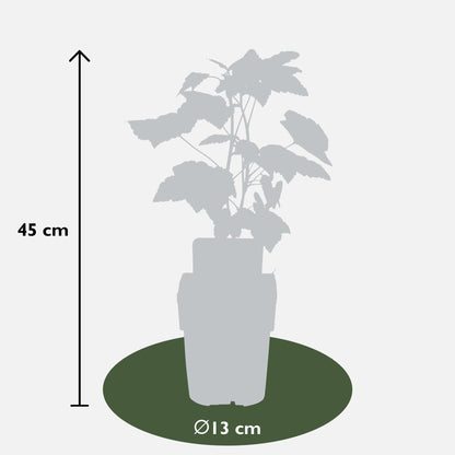 Buitenplant - Ribes nigrum 'Ben Nevis' - Zwarte bes - Pot Ø 13cm Hoogte ↕ 45cm
