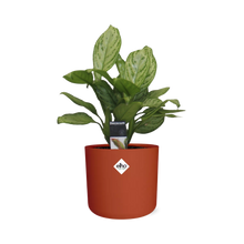 Kamerplant - Aglaonema Christina - Pot Ø 14cm