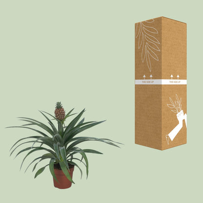 Kamerplant - Ananas Mi Amigo - Pot Ø 12cm Hoogte ↕ 40cm