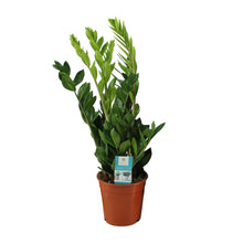 Kamerplant - Zamioculcas Zamiifolia - Pot Ø 17cm Hoogte ↕ 65cm