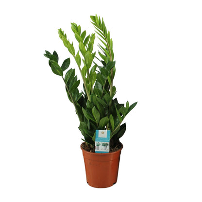 Kamerplant - Zamioculcas Zamiifolia - Pot Ø 17cm Hoogte ↕ 65cm