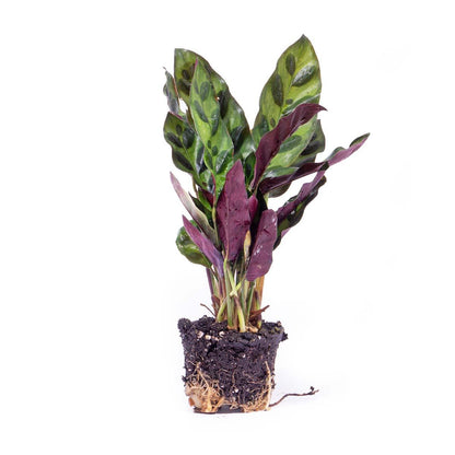 Kamerplant - Calathea Lancifolia - Pot Ø 6cm