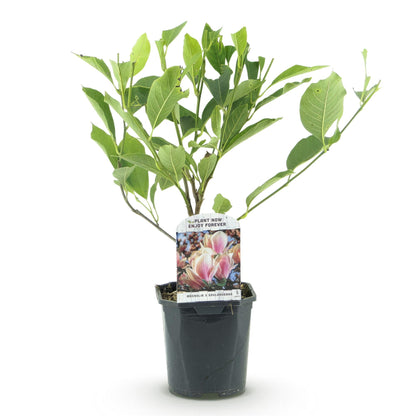 Buitenplant - Magnolia Soulangiana - Bloeiend - Pot Ø 17cm Hoogte ↕ 45cm