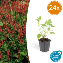 Buitenplant 24x Persicaria amplexicaulis - Bloeiend - Pot Ø 9cm Hoogte ↕ 10-25cm