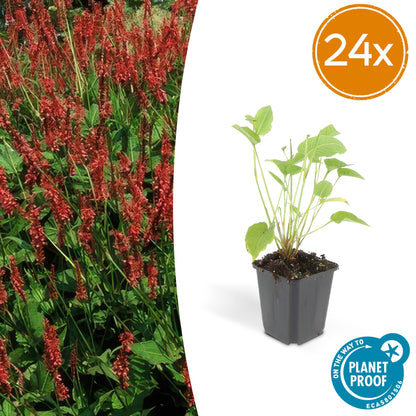 Buitenplant 24x Persicaria amplexicaulis - Bloeiend - Pot Ø 9cm Hoogte ↕ 10-25cm