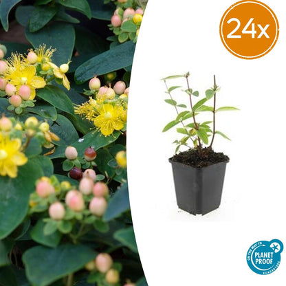 Buitenplant 24x Hypericum inodorum 'Annebel' - Bloeiend - Pot Ø 9cm Hoogte ↕ 10-25cm