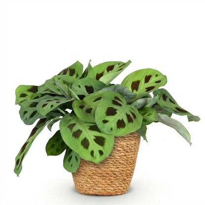 Kamerplant - Maranta Fascinator Kerchoveana - Pot Ø 12cm Hoogte ↕ 25cm