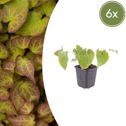 Buitenplant 6x Epimedium perralc. 'Frohnleiten' - Bloeiend - Pot Ø 9cm Hoogte ↕ 10-25cm