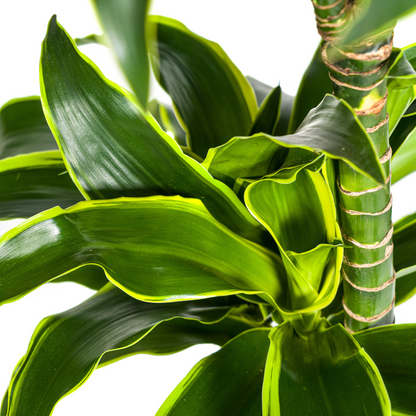 Kamerplant - Dracaena Deremensis Dorado - Pot Ø 24cm Hoogte ↕ 120-140cm